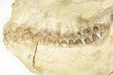 Fossil Oreodont (Merycoidodon) Skull - South Dakota #217197-6